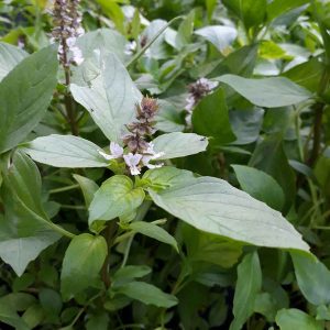 Gói 5g hạt giống rau húng quế lá to