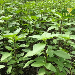 Gói 5g hạt giống rau húng quế lá to