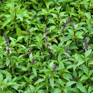 Gói 5g hạt giống rau húng quế lá to