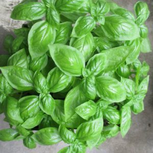 Gói 5g hạt giống rau húng quế lá to