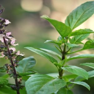 Gói 5g hạt giống rau húng quế lá to