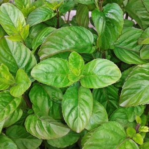 Gói 5g hạt giống rau húng quế lá to