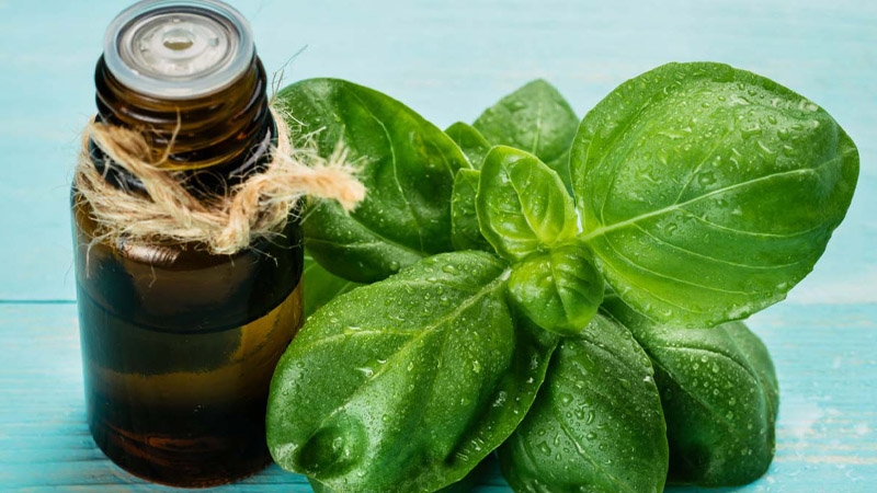 Công dụng của húng tây đối với sức khỏe