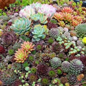 Combo 10 sen đá mini