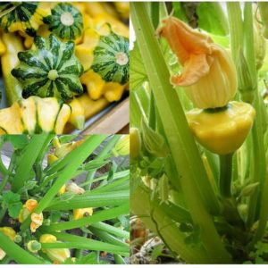 Gói 1GR hạt giống Bí Đĩa Bay Nhiều màu