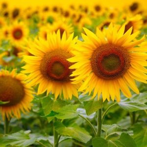 Gói 30 Hạt Giống Hoa Hướng Dương Cao Sungold - Nanuseeds