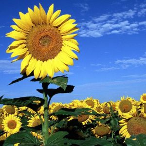 Gói 30 Hạt Giống Hoa Hướng Dương Cao Sungold - Nanuseeds