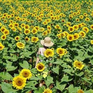 Gói 30 Hạt Giống Hoa Hướng Dương Cao Sungold - Nanuseeds