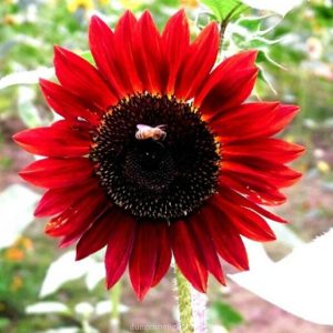 Gói 30 Hạt Giống Hoa Hướng Dương Đỏ Red Sun - Nanuseeds