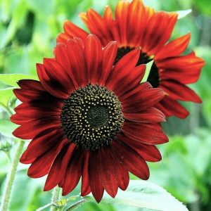 Gói 30 Hạt Giống Hoa Hướng Dương Đỏ Red Sun - Nanuseeds