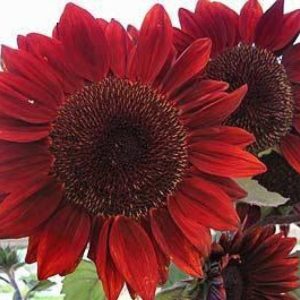 Gói 30 Hạt Giống Hoa Hướng Dương Đỏ Red Sun - Nanuseeds