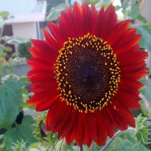 Gói 30 Hạt Giống Hoa Hướng Dương Đỏ Red Sun - Nanuseeds