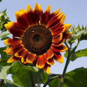 Gói 30 hạt hướng dương cánh đỏ viền vàng