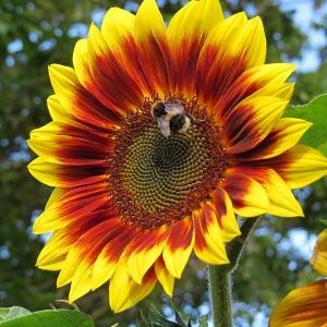 Gói 30 hạt hướng dương cánh đỏ viền vàng