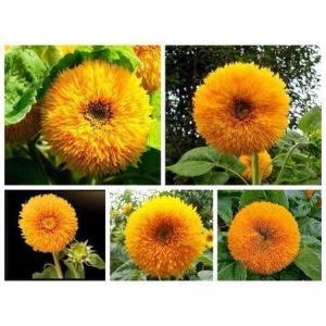 Gói 30 hạt hướng dương Nga Kép Lùn