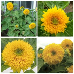 Gói 30 hạt hướng dương Nga Kép Lùn