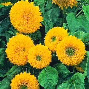 Gói 30 hạt hướng dương Nga Kép Lùn