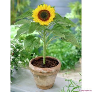 Gói 30 hạt giống Hoa Hướng Dương lùn Bambino - hoa hướng dương đẹp - hạt hoa tết dễ trồng - nảy mầm cực chuẩn - hạt trồng cho ra hoa tết nguyên đán 2020 - Nanuseeds - Thế Giới Rau Mầm Shop