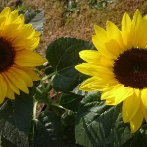 Gói 30 hạt giống Hoa Hướng Dương lùn Bambino - hoa hướng dương đẹp - hạt hoa tết dễ trồng - nảy mầm cực chuẩn - hạt trồng cho ra hoa tết nguyên đán 2020 - Nanuseeds - Thế Giới Rau Mầm Shop