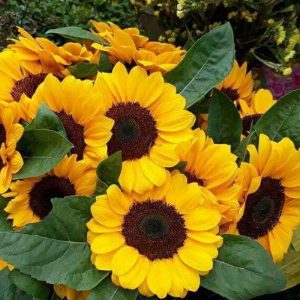 Gói 30 hạt giống Hoa Hướng Dương lùn Bambino - hoa hướng dương đẹp - hạt hoa tết dễ trồng - nảy mầm cực chuẩn - hạt trồng cho ra hoa tết nguyên đán 2020 - Nanuseeds - Thế Giới Rau Mầm Shop