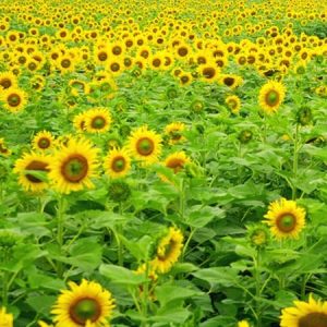 [Mới về, nảy mầm cực tốt] Gói 30 hạt giống hoa hướng dương thân cao nhuỵ vàng siêu bông