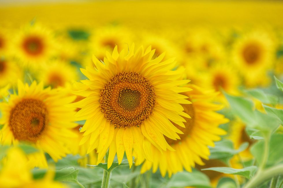 [Mới về, nảy mầm cực tốt] Gói 30 hạt giống hoa hướng dương thân cao nhuỵ vàng siêu bông