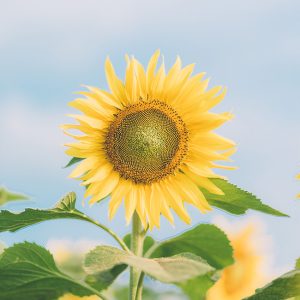 [Mới về, nảy mầm cực tốt] Gói 30 hạt giống hoa hướng dương thân cao nhuỵ vàng siêu bông