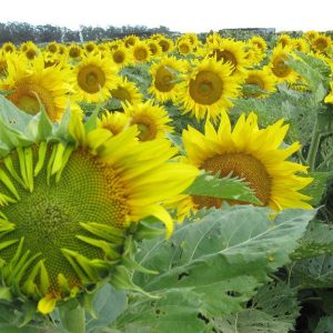 [Mới về, nảy mầm cực tốt] Gói 30 hạt giống hoa hướng dương thân cao nhuỵ vàng siêu bông