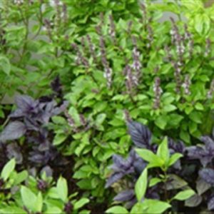 Gói 0.2 hạt giống Hương Nhu Holy Basil Đỏ