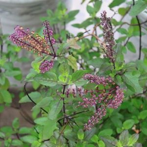 Gói 0.2 hạt giống Hương Nhu Holy Basil Đỏ