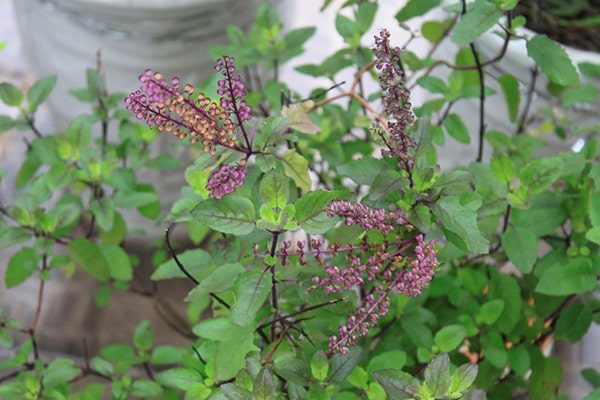 huong-nhung-do-4-1 Gói 0.2 hạt giống Hương Nhu Holy Basil Đỏ