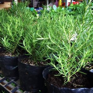 Chậu cây hương thảo - Rosemary - Rosmarinus officinalis