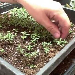 Chậu cây hương thảo - Rosemary - Rosmarinus officinalis