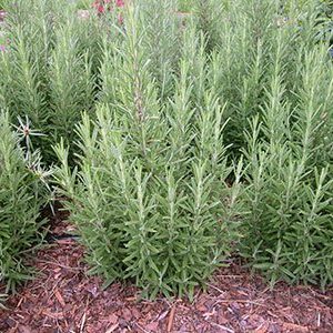Chậu cây hương thảo - Rosemary - Rosmarinus officinalis