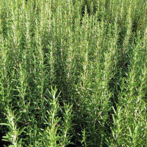 Chậu cây hương thảo - Rosemary - Rosmarinus officinalis