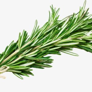 hương thảo cây lớn