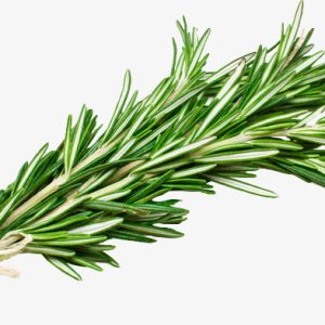 Chậu cây hương thảo - Rosemary - Rosmarinus officinalis