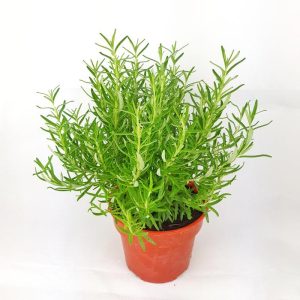 Gói 20 Hạt giống Cây Hương Thảo - Rosemary