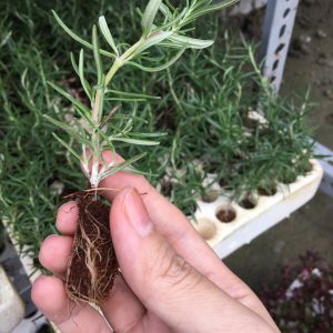 Gói 20 Hạt giống Cây Hương Thảo - Rosemary