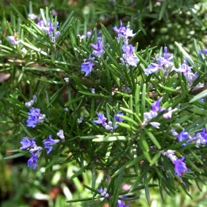 Gói 20 Hạt giống Cây Hương Thảo - Rosemary