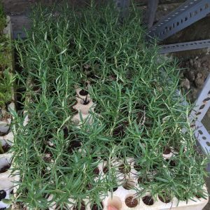 Gói 20 Hạt giống Cây Hương Thảo - Rosemary