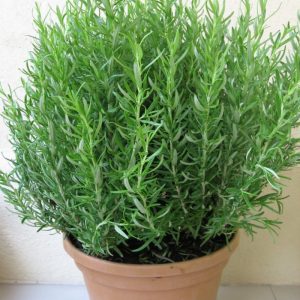 Chậu cây hương thảo - Rosemary - Rosmarinus officinalis