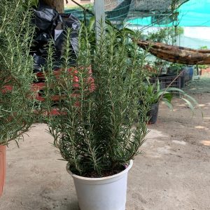 Chậu cây hương thảo cây bụi trung - Rosemary - Rosmarinus officinalis L.