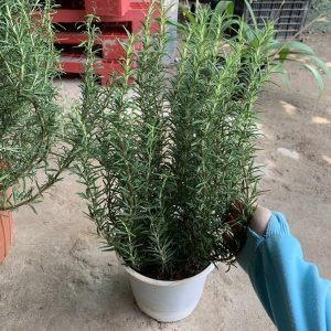 Chậu cây hương thảo cây bụi trung - Rosemary - Rosmarinus officinalis L.