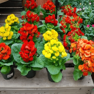 Gói 50 hạt hạt giống hoa Huyền Sâm Nhiều Màu