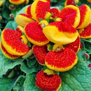 Gói 50 hạt hạt giống hoa Huyền Sâm Nhiều Màu