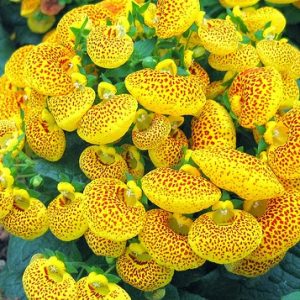 Gói 50 hạt hạt giống hoa Huyền Sâm Nhiều Màu