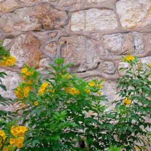 [Cây bóng mát] - Cây huỳnh liên, cây hoàng yến, cây sò đo bông vàng, Tecoma stans