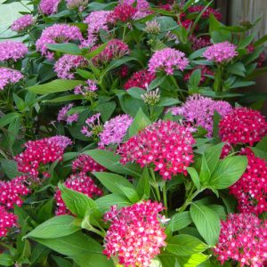 [Cây giống hoa] Diễm Châu - CayGiongTot