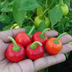 Chậu cây ớt Cà chua siêu trái ăn giòn và cay